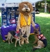 With Search & Rescue Dogs