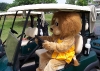 Golf Cart - Ready to Ride!